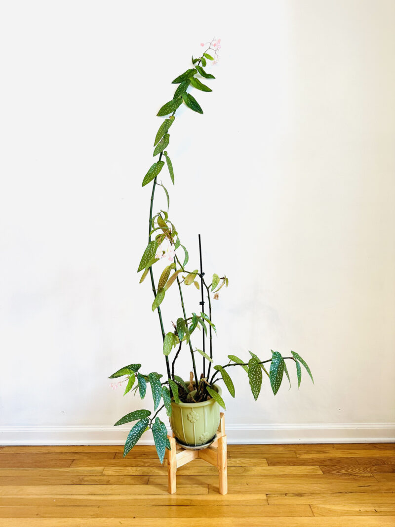 Collapsible Plant Stand - Image 11