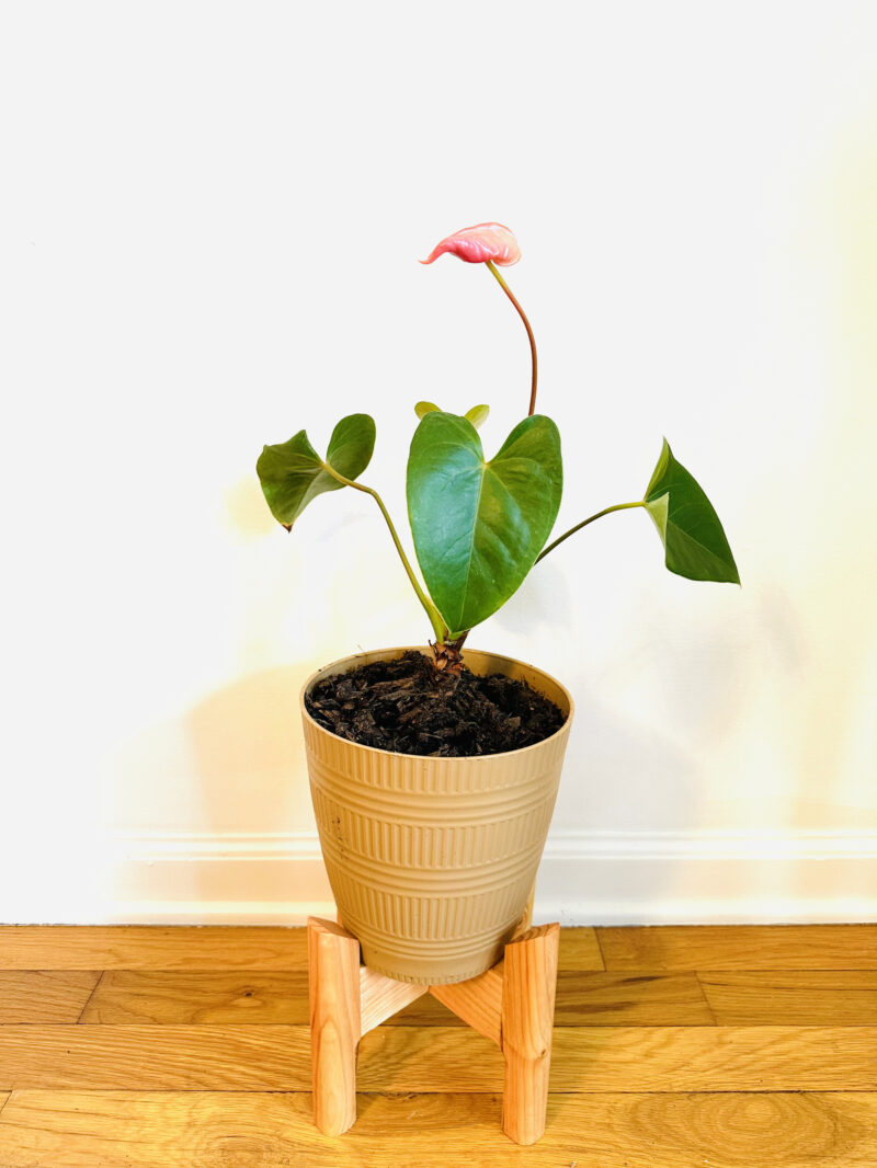 Collapsible Plant Stand - Image 9
