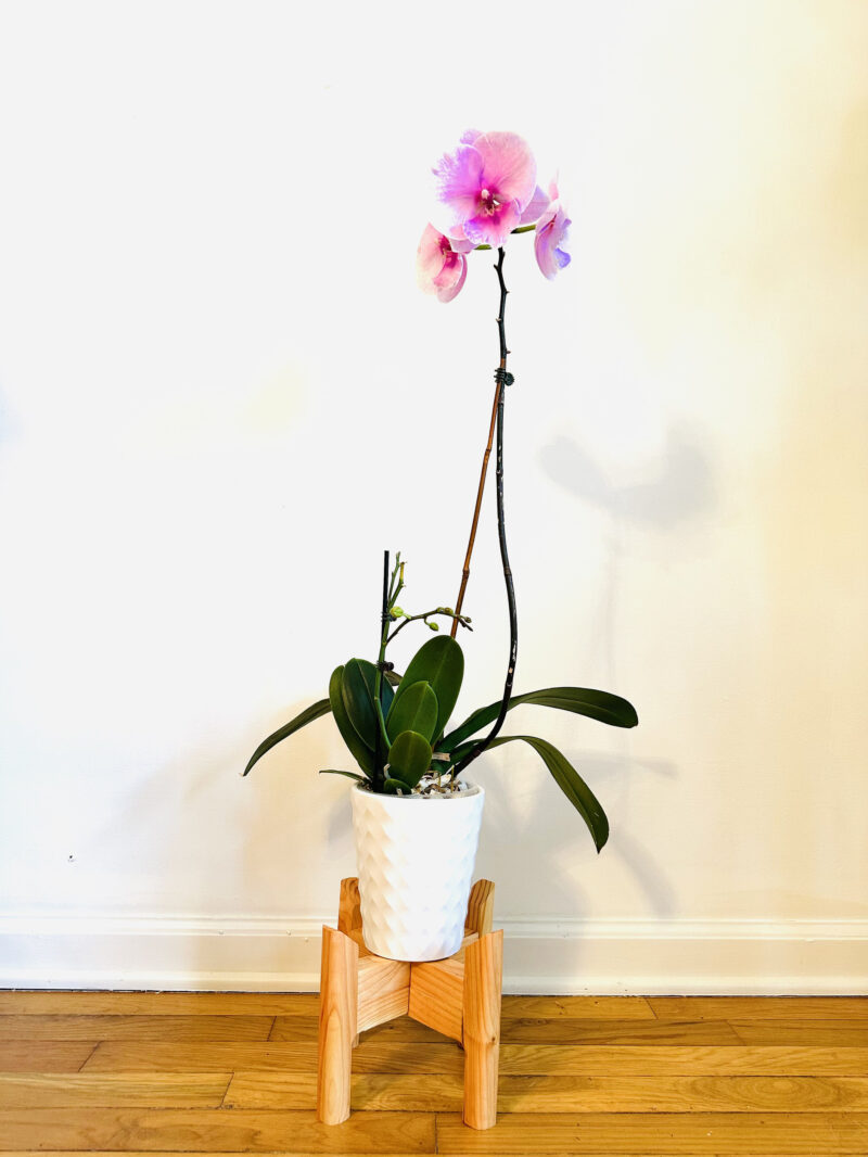 Collapsible Plant Stand - Image 3
