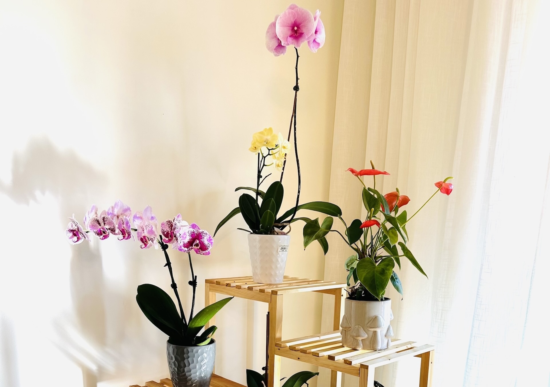 6 Reasons to Buy Plant Stands