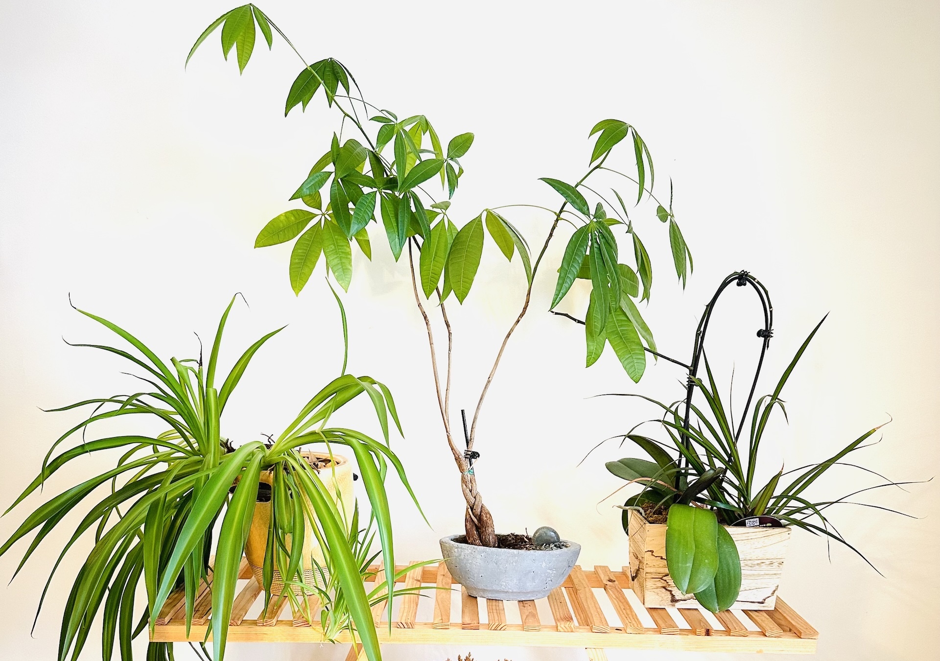 Top 10 House Plants You Need for a Lush Indoor Garden